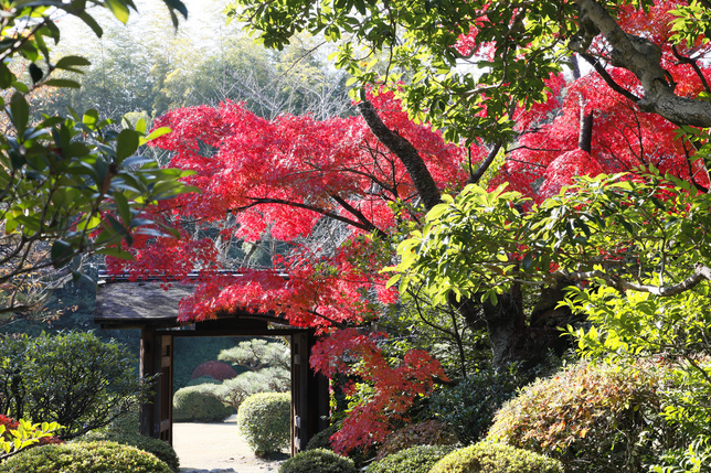 有楽苑の紅葉風景