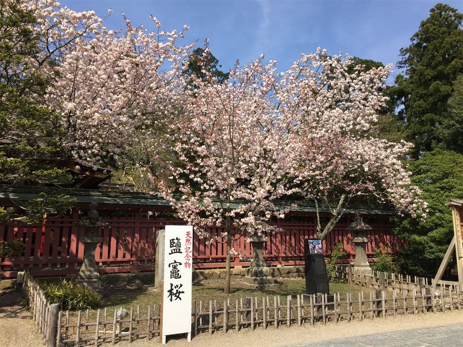 鹽竃神社・鹽竈桜（春頃）