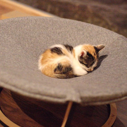 This photo about Ajisu Onsen Teshima Ryokan shared on HyHotel.com