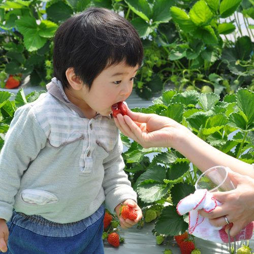 いちご狩り体験プラン