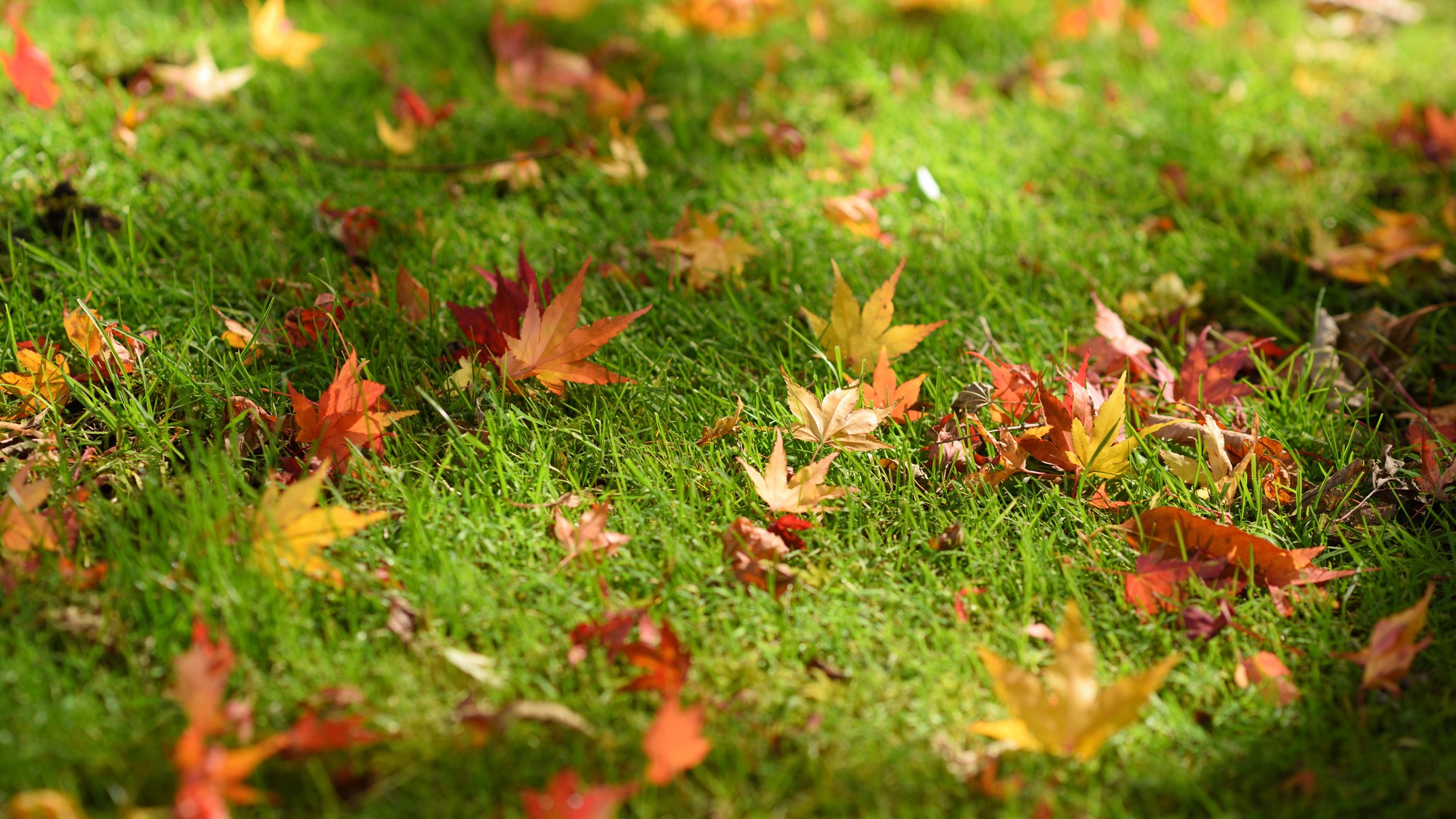 プライベートガーデンで紅葉狩りもたのしめる