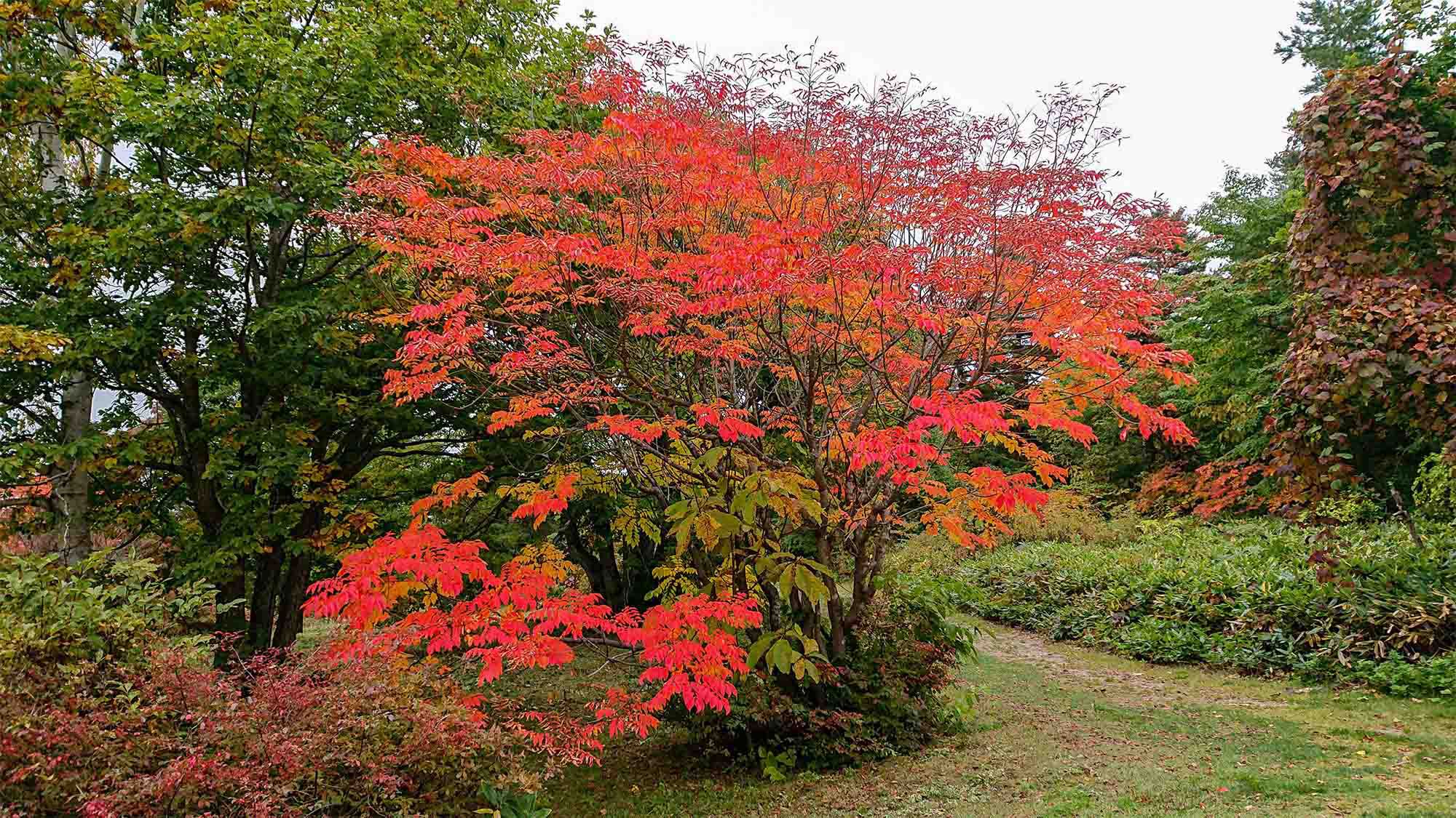 ・秋には木々が美しく色づき目にも鮮やかな景色が広がります