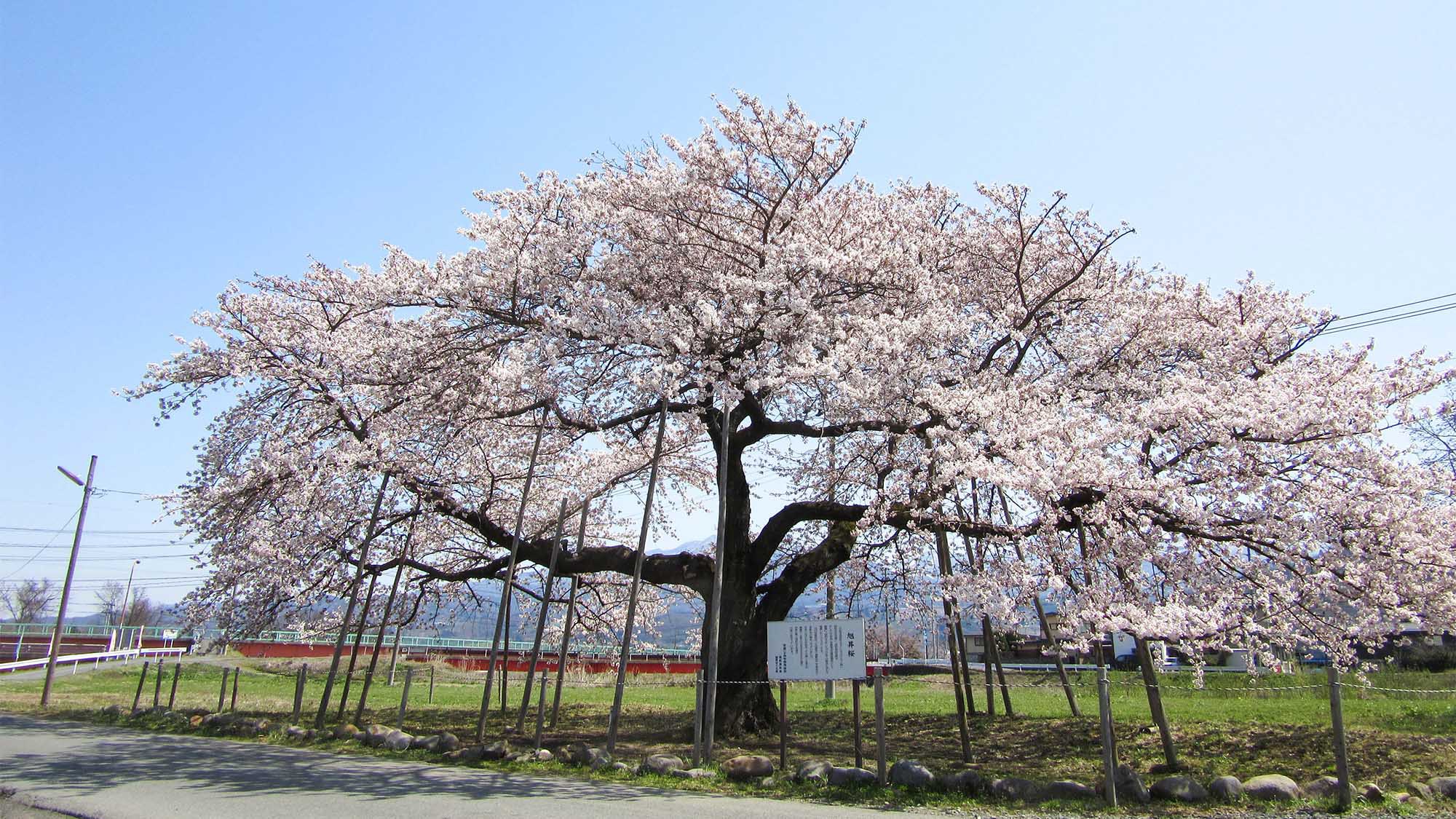 ・春は見事な枝張りの桜が見られるスポットもあります