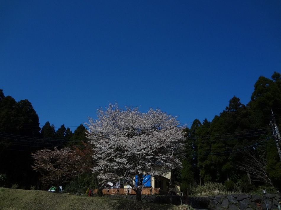 遅咲き桜H25