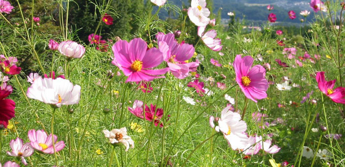 庭園に咲く草花