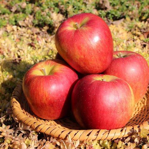 当館果樹園で採れたリンゴ