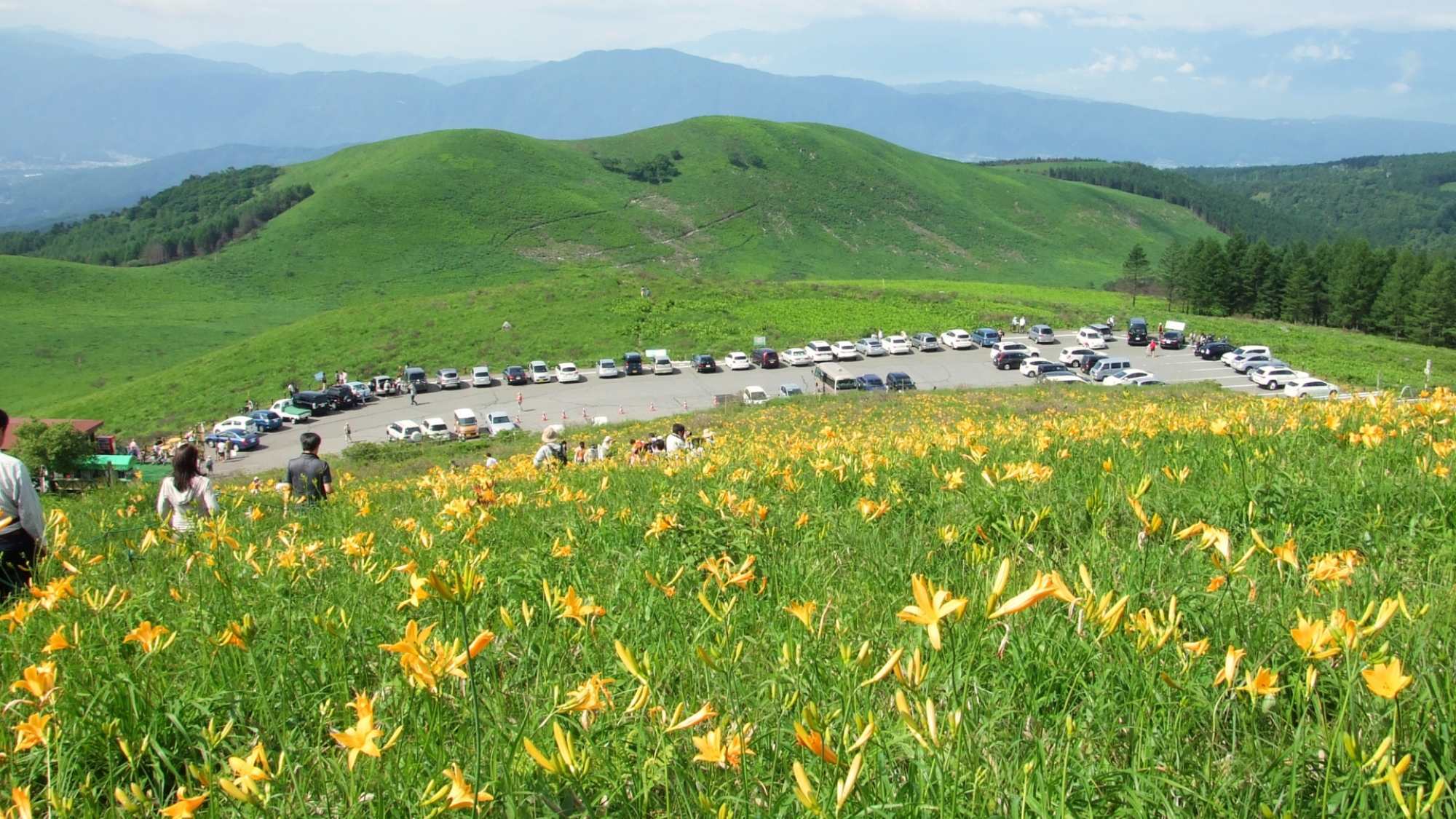 *車山高原／7月にはニッコウキスゲの黄色い花が草原に咲き誇り、その光景はまさに壮観です