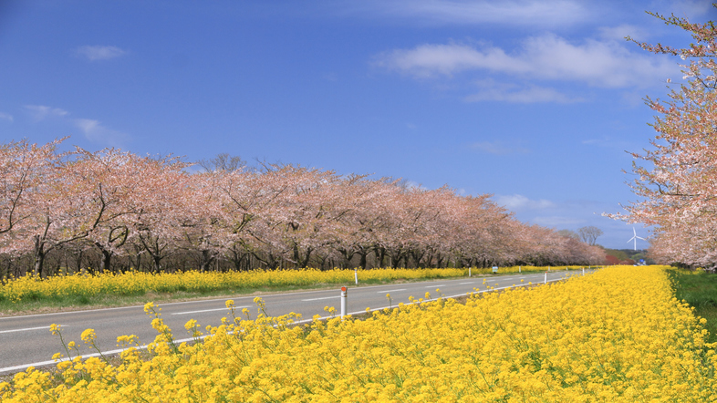 【春満開】ピンクと黄色のコントラスト♪男鹿の桜＆「菜の花ロード」ドライブ★春のお花見プラン