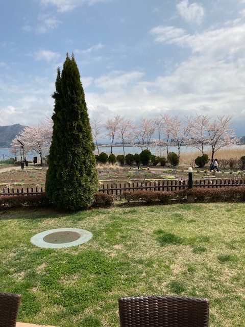 さくらの開花の様子（カモミール）