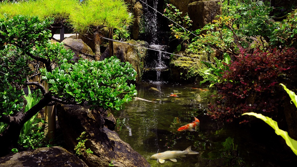 *[庭園]池には大きな鯉が泳いでおります