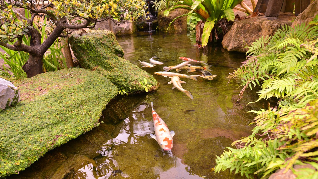 *[庭園]池には大きな鯉が泳いでおります