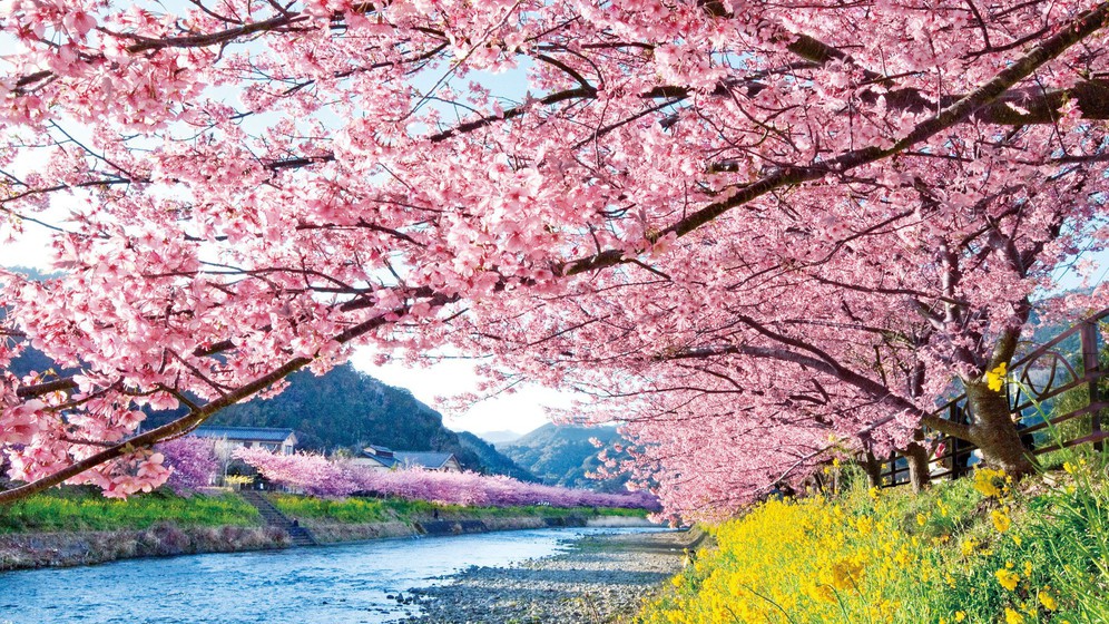 河津桜