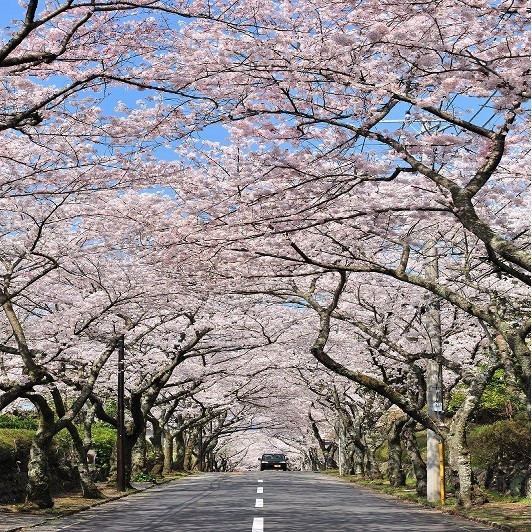 【お花まつり】伊豆高原桜並木（伊東市）桜のトンネルが三キロ
