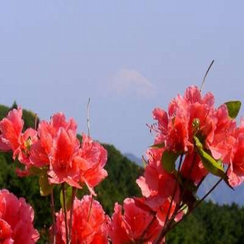 【お花まつり】長者ヶ原つつじ（南伊豆）5/5〜5/20遊歩道の周りを山ツツジが咲きます♪