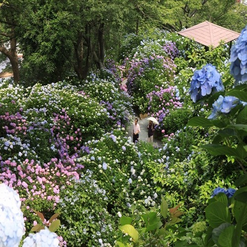 【お花まつり】あじさい祭り（下田市）6/1〜30まで。15万株300万輪の紫陽花は圧巻です♪