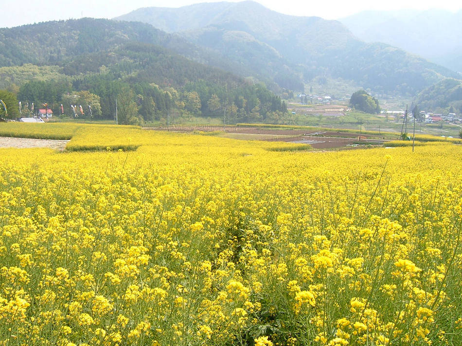 飯山の菜の花