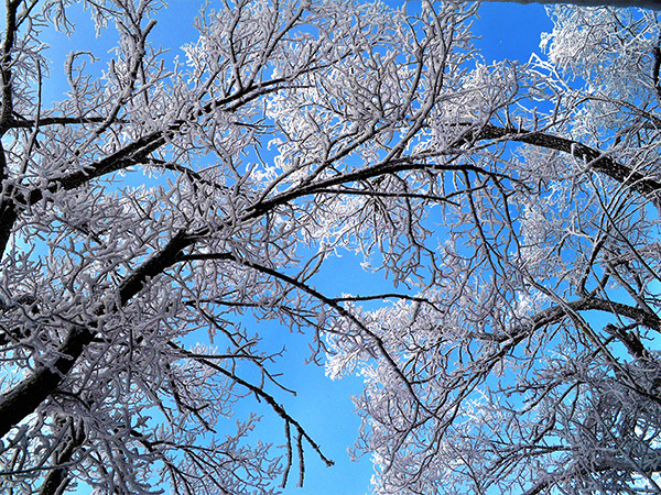 仁田峠 圧巻の霧氷！地元では花ぼうろとも呼びます