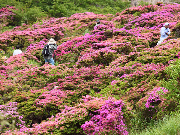 仁田峠 春のミヤマキリシマ