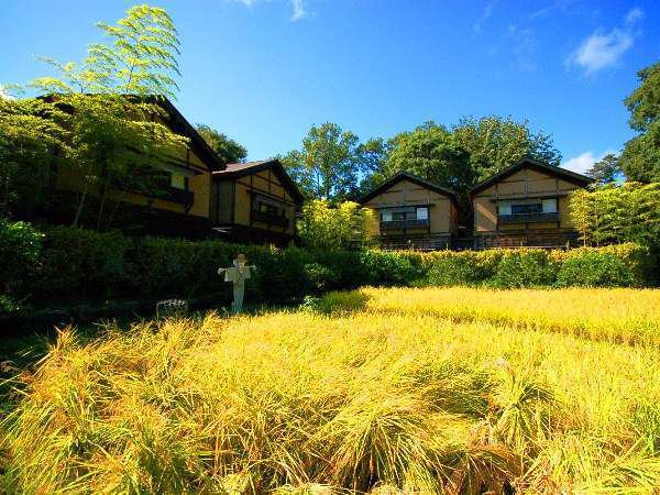 田植えをした田んぼが、実りの秋を迎える