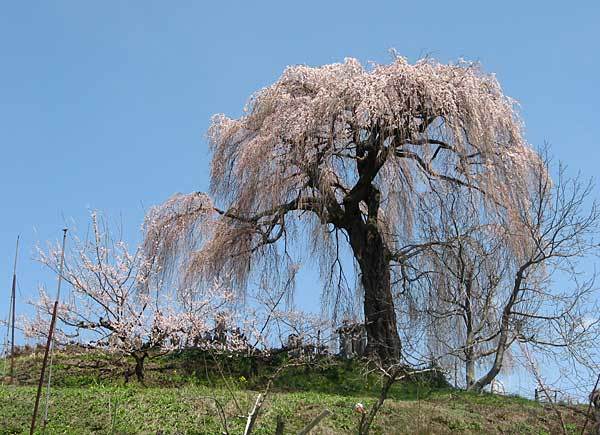 樹齢850年「宇木千歳桜」4月中下旬