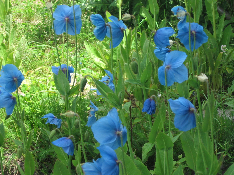 極めてレアな青い芥子の花