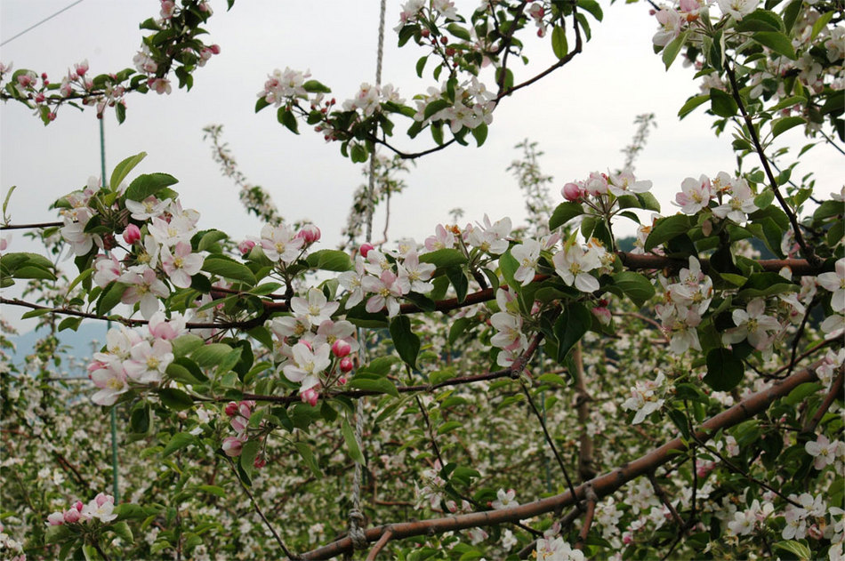リンゴの花（5月初旬）