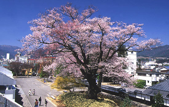 飯田市内の桜の古木