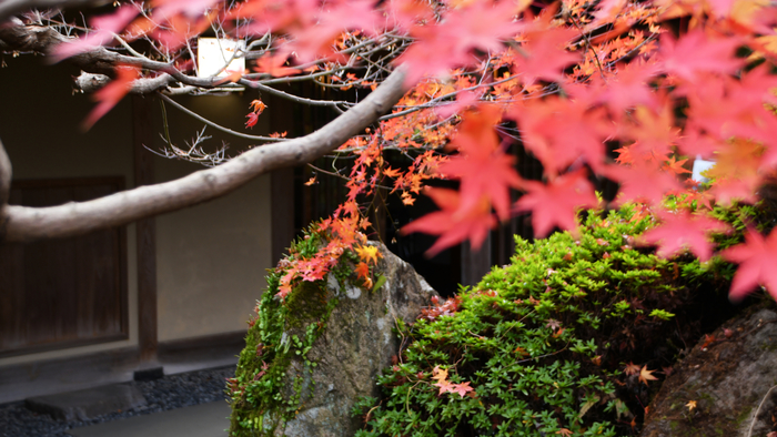 【数寄屋造り客室:翠月】秋の様子