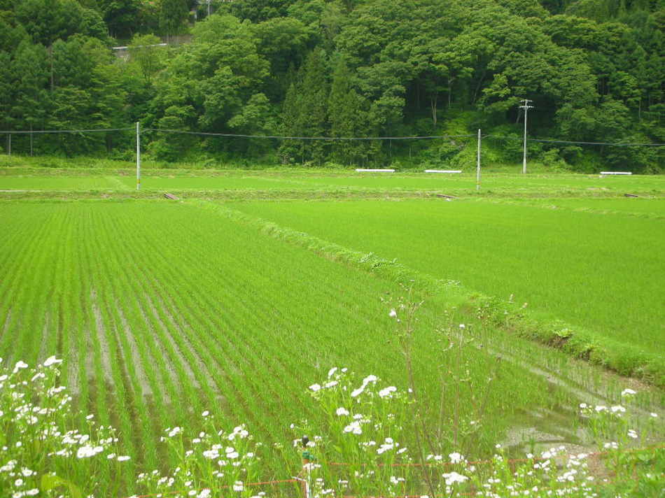 南アルプスの麓出来た水田
