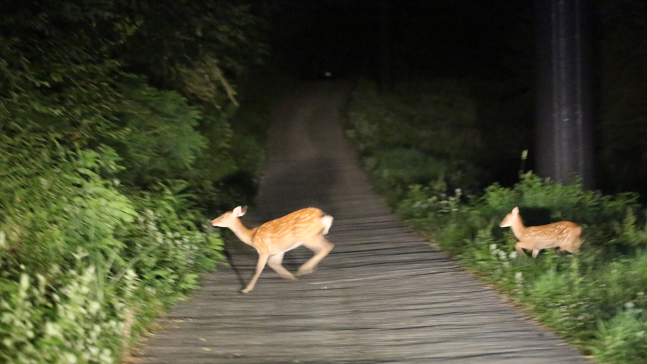 *夜のゲレンデナイトツアーイメージ/鹿の親子2匹発見！！