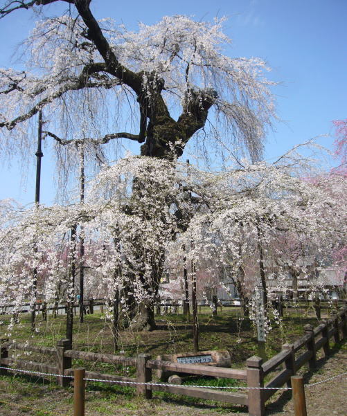 清雲寺エドヒガンザクラ