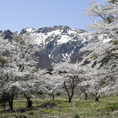 徒歩1分の桜並木