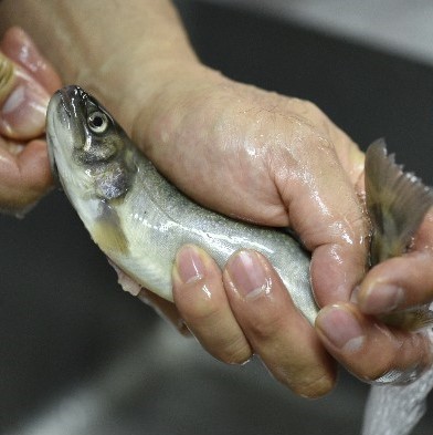 清流育ちの岩魚（イワナ）