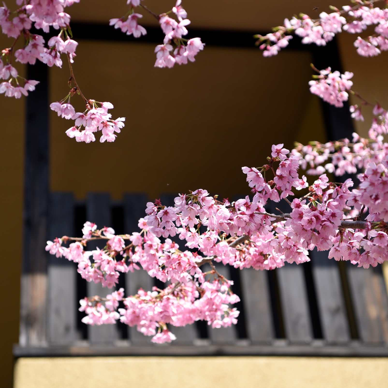 桜と貸切露天