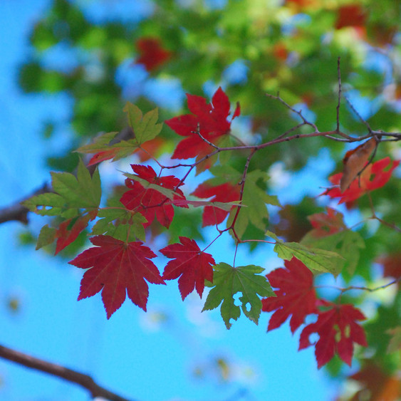 青空と紅葉ｐ