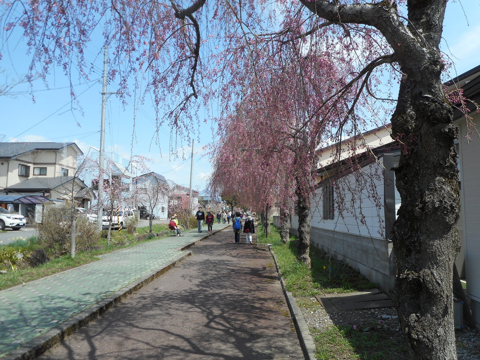 喜多方しだれ桜