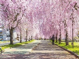 桜のトンネル