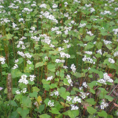 猪苗代特産蕎麦の花