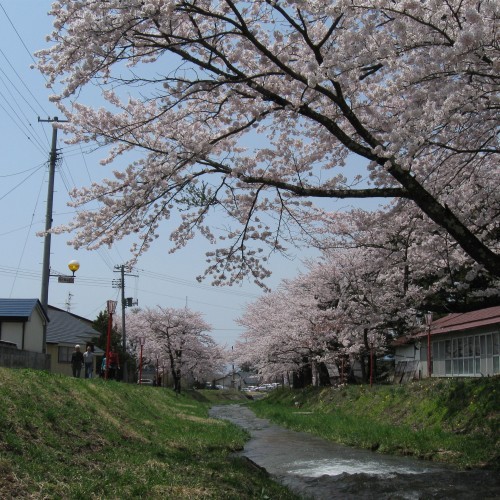 観音寺川の桜並木