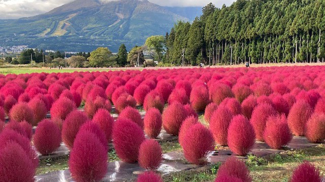 真っ赤なコキア