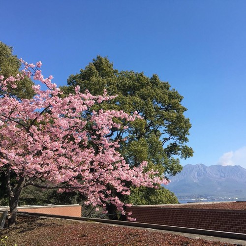 フロント前の河津桜