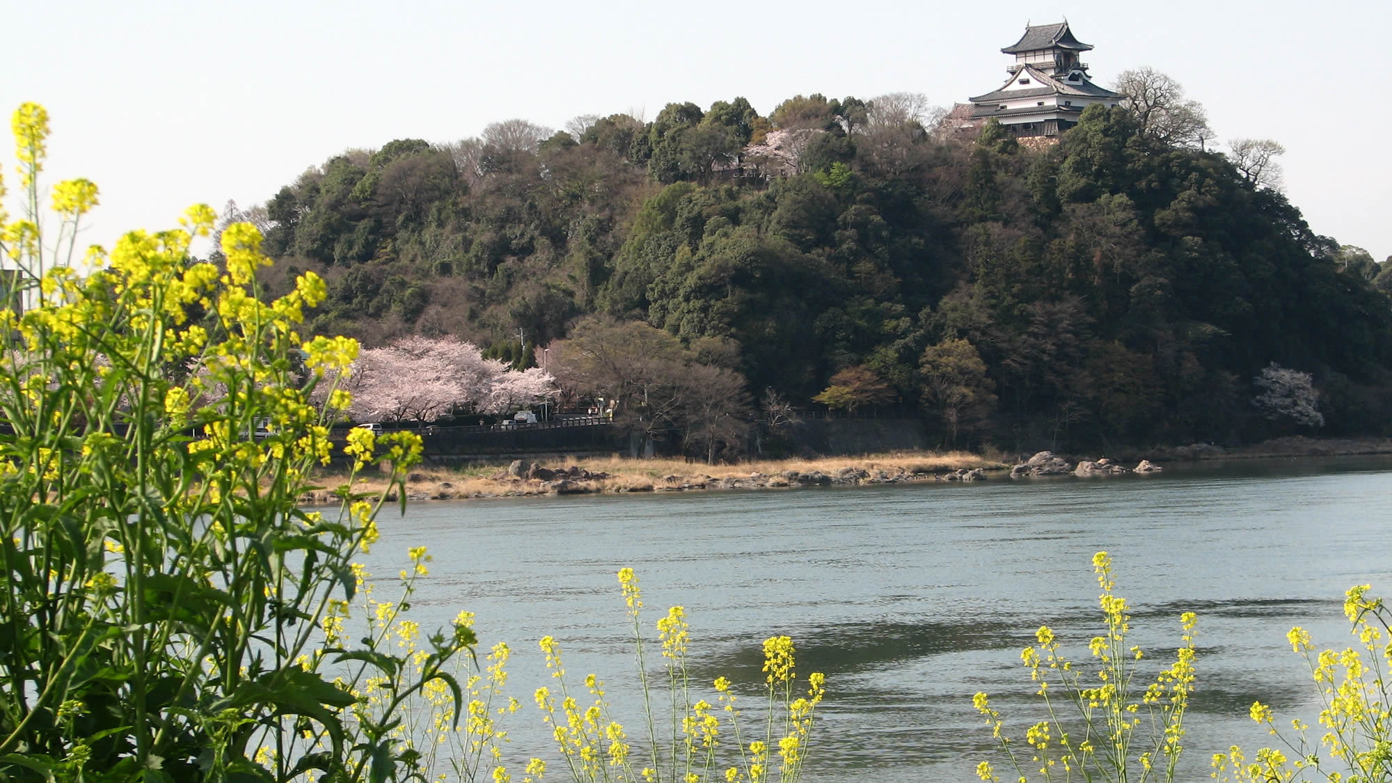 桜菜の花犬山城