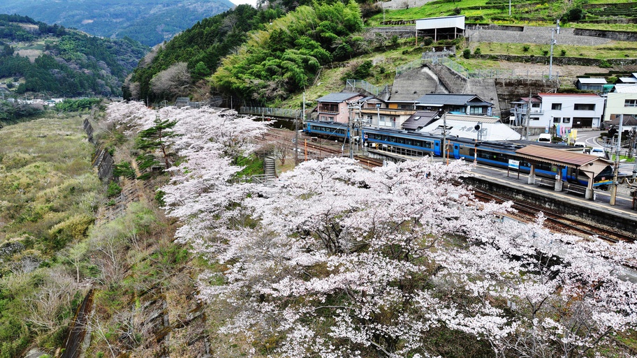 JR大歩危駅周辺の桜