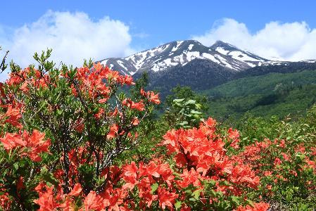 春レンゲツツジ(H23)