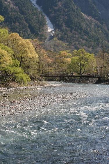 春の新緑の上高地の河童橋付近縦