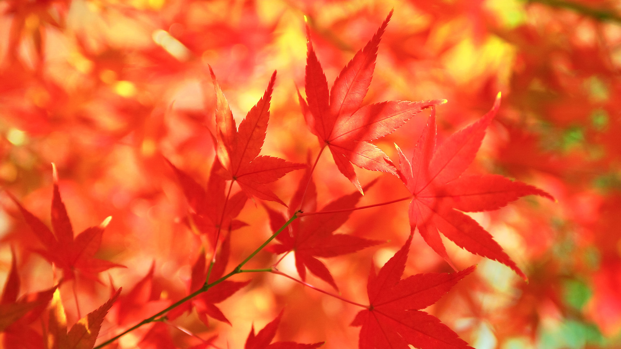周辺箱根の一帯は、富士箱根伊豆国立公園となっており、紅葉スポットが沢山ございます♪ 趣ある箱根の秋