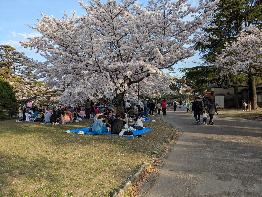 徳島中央公園20240407-4（桜）