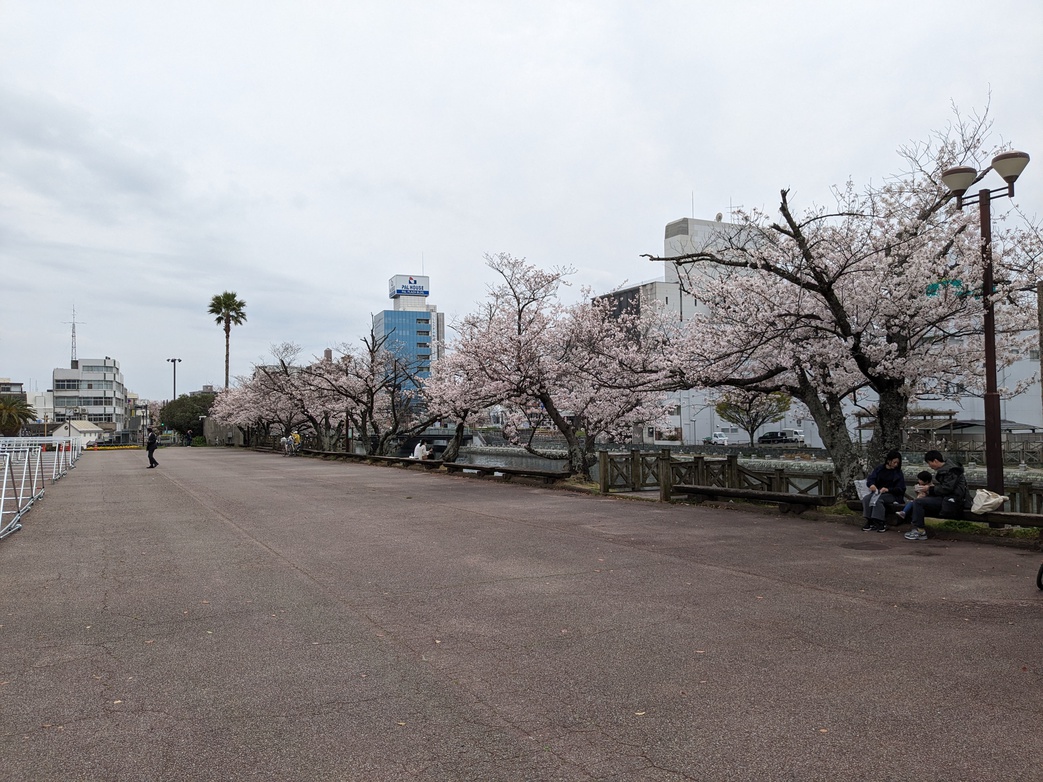 藍場浜公園20240405（桜）