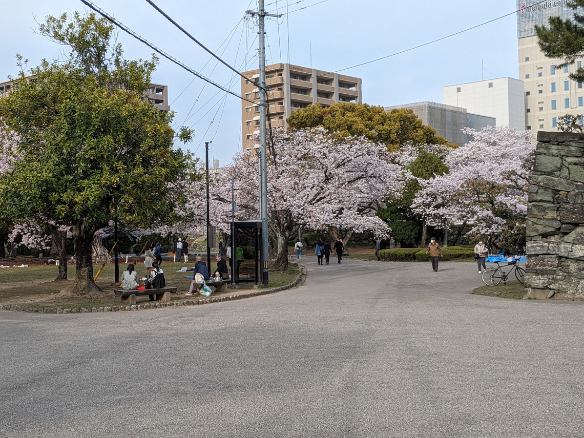 徳島中央公園20240405-2（桜）