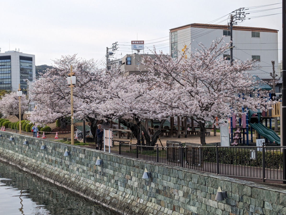 新町川公園20240405（桜）